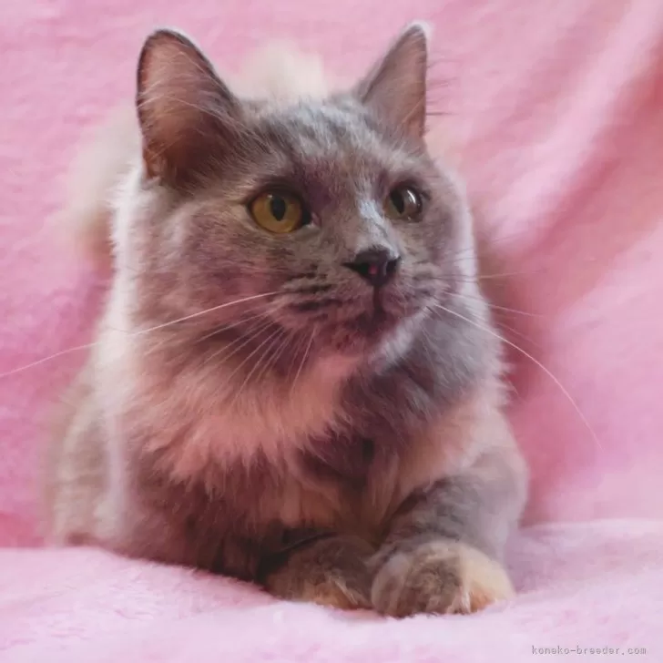 ID：2504-01958の子猫