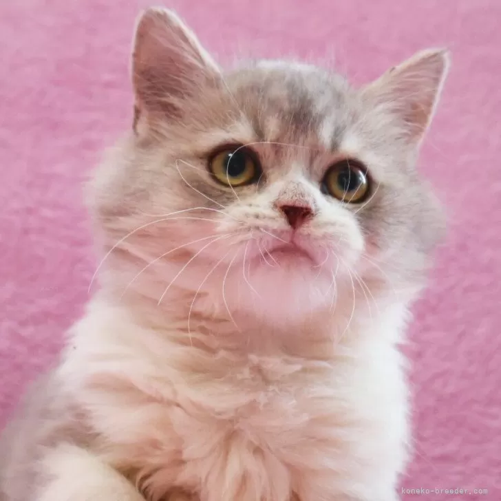 A.R 様のお迎えした子猫