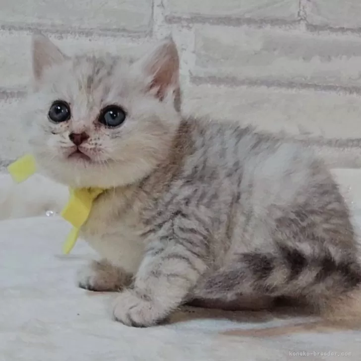 ID：2502-02156の子猫