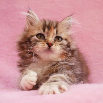 サイベリアン【神奈川県・女の子・2025年10月19日・ブラウンタビー&ホワイト】の写真「人懐こく元気いっぱい♪」