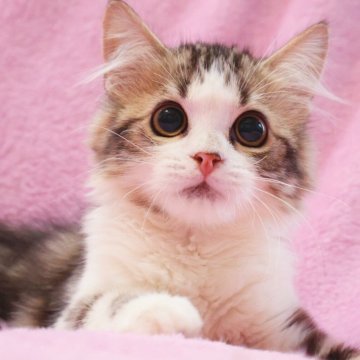 サイベリアン【神奈川県・女の子・2025年8月7日・ブラウンタビー&ホワイト】の写真「大きな瞳が愛らしいサイベちゃん♪」