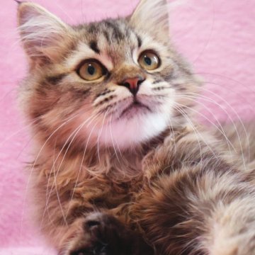 サイベリアン【神奈川県・女の子・2025年6月10日・ブラウンタビー&ホワイト】の写真「めちゃ可愛いサイベちゃん♪」