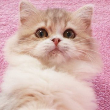 サイベリアン【神奈川県・女の子・2025年6月30日・ブルークリーム】の写真「淡く優しい毛色の女の子♪」