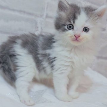 サイベリアン【神奈川県・男の子・2025年10月23日・ブルー&ホワイト】の写真「かわいい4きょうだい♪」