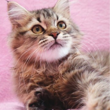 サイベリアン【神奈川県・男の子・2025年6月10日・ブラウンタビー&ホワイト】の写真「めちゃ可愛いサイベ兄妹♪」