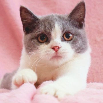 スコティッシュフォールド(立ち耳)【神奈川県・男の子・2025年5月5日・ブルー&ホワイト】の写真「まんまる顔のブリスコ君♪」