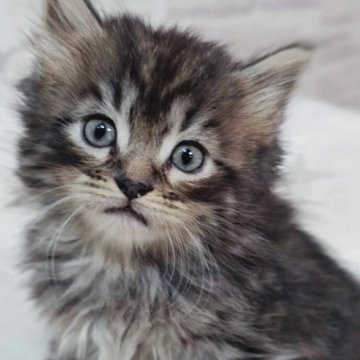 サイベリアン【神奈川県・男の子・2025年10月23日・ブラウンタビー&ホワイト】の写真「かわいい4きょうだい♪」