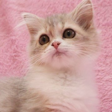 サイベリアン【神奈川県・女の子・2025年6月30日・ブルークリーム】の写真「淡く優しい毛色の女の子♪」