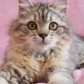 サイベリアン
