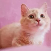 ミヌエット(長足)