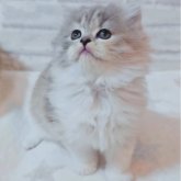 スコティッシュフォールド(立ち耳)