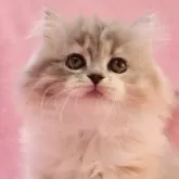 スコティッシュフォールド(立ち耳)