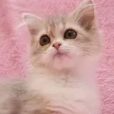 サイベリアン