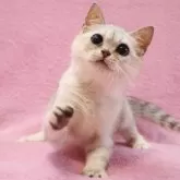 スコティッシュフォールド(立ち耳)