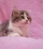 サイベリアン【神奈川県・女の子・2025年10月19日・ブルー&ホワイト】の写真2