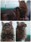サイベリアン【神奈川県・男の子・2025年6月10日・ブラウンタビー&ホワイト】の写真11「グレちゃんママ😸身体が大きくて立派です✨性格は、とても優しくておっとりしています」