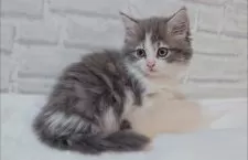 サイベリアン【神奈川県・女の子・2025年10月19日・ブルー&ホワイト】の写真6