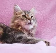 サイベリアン【神奈川県・女の子・2025年6月10日・ブラウンタビー&ホワイト】の写真6