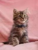 サイベリアン【神奈川県・男の子・2025年6月10日・ブラウンタビー&ホワイト】の写真8