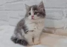 サイベリアン【神奈川県・女の子・2025年10月19日・ブルー&ホワイト】の写真7