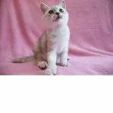 スコティッシュフォールド(立ち耳)【神奈川県・男の子・2025年1月19日・シルバータビー&ホワイト】の写真7