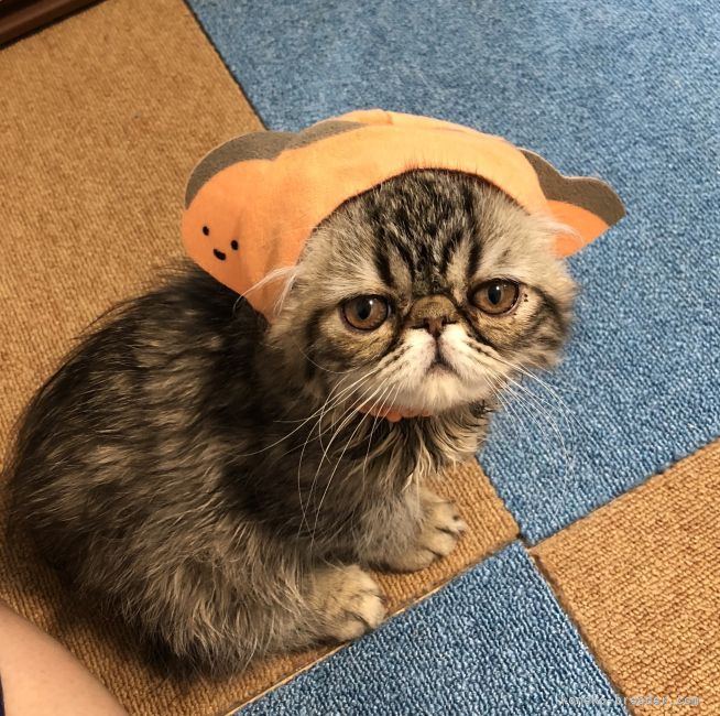 木田　悠介(きだ　ゆうすけ)ブリーダー(大阪府・マンチカンなど・PCC(ピースキャットクラブ)登録)の紹介写真2