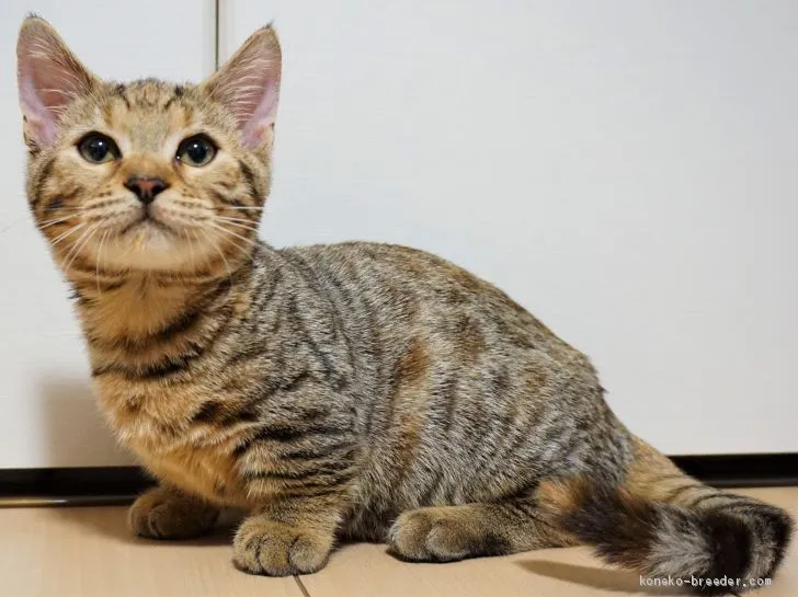 ID:2010-01247の子猫