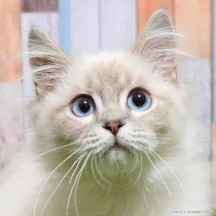 ID:2302-00737の子猫