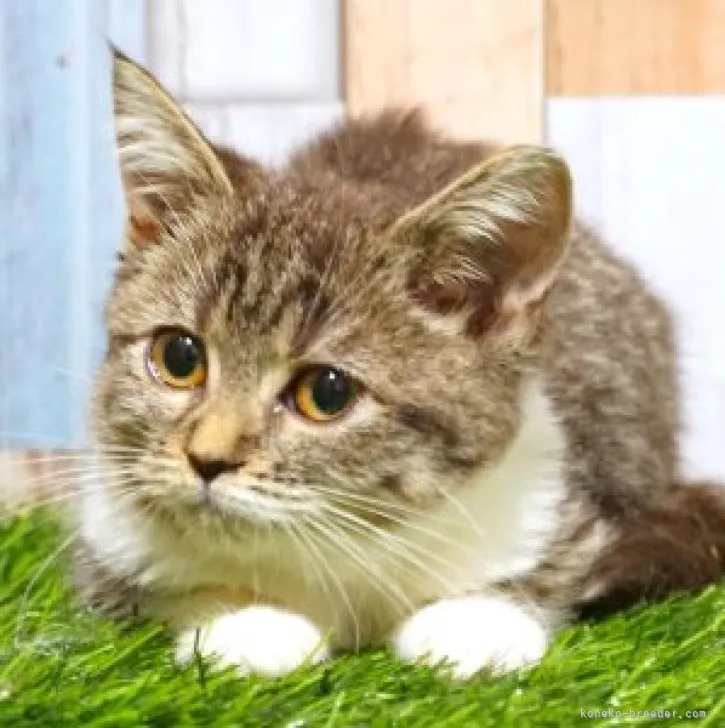 ID:2308-02824の子猫