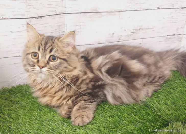 アカリンゴ 様のお迎えした子猫