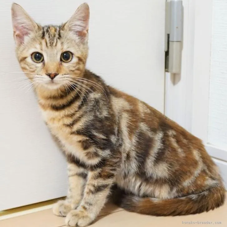 ID:2207-01438の子猫