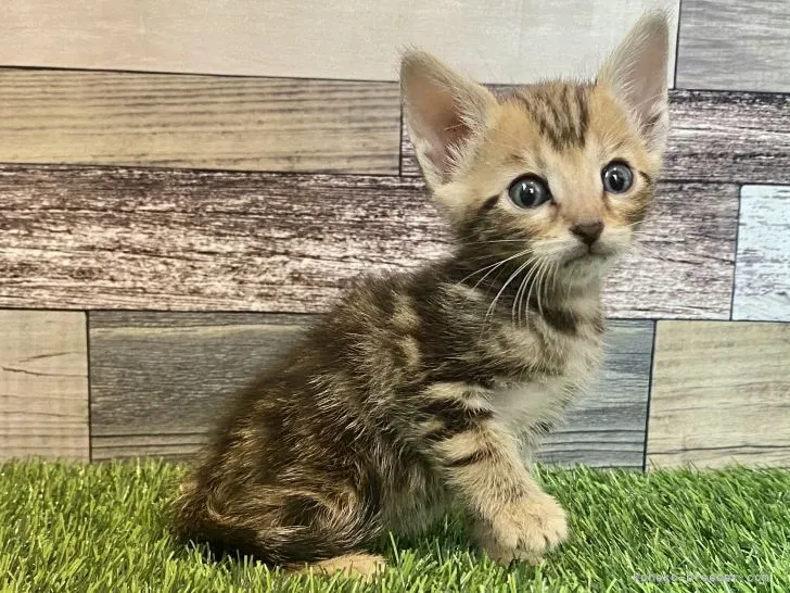 H.I 様のお迎えした子猫