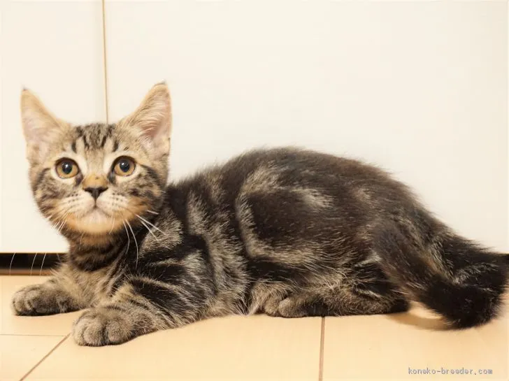 ID:2103-00493の子猫