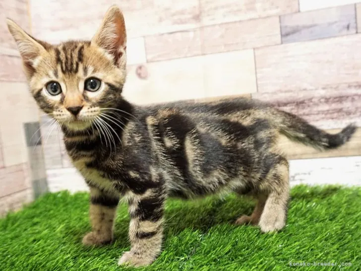 ID:2112-00271の子猫