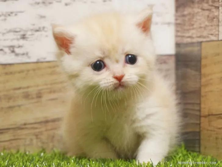 ID:2108-02558の子猫
