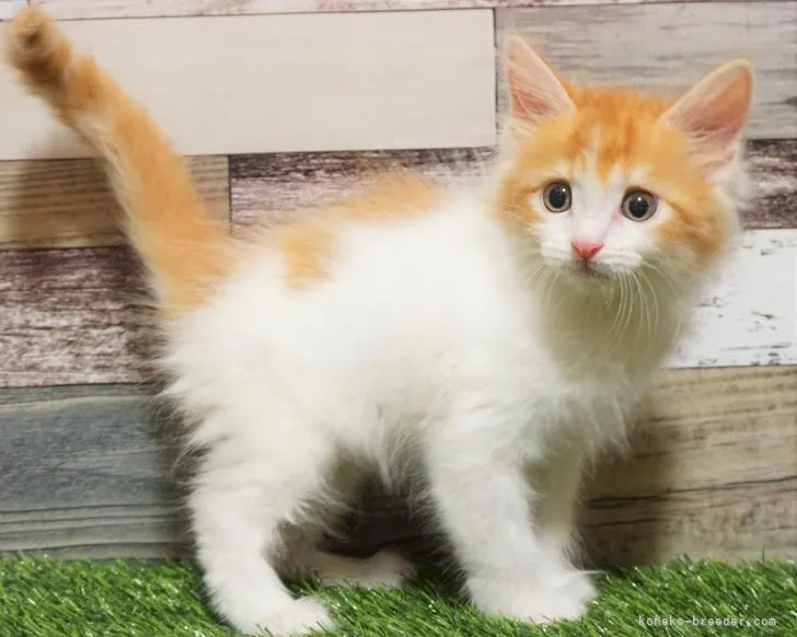 ID：2109-02475の子猫