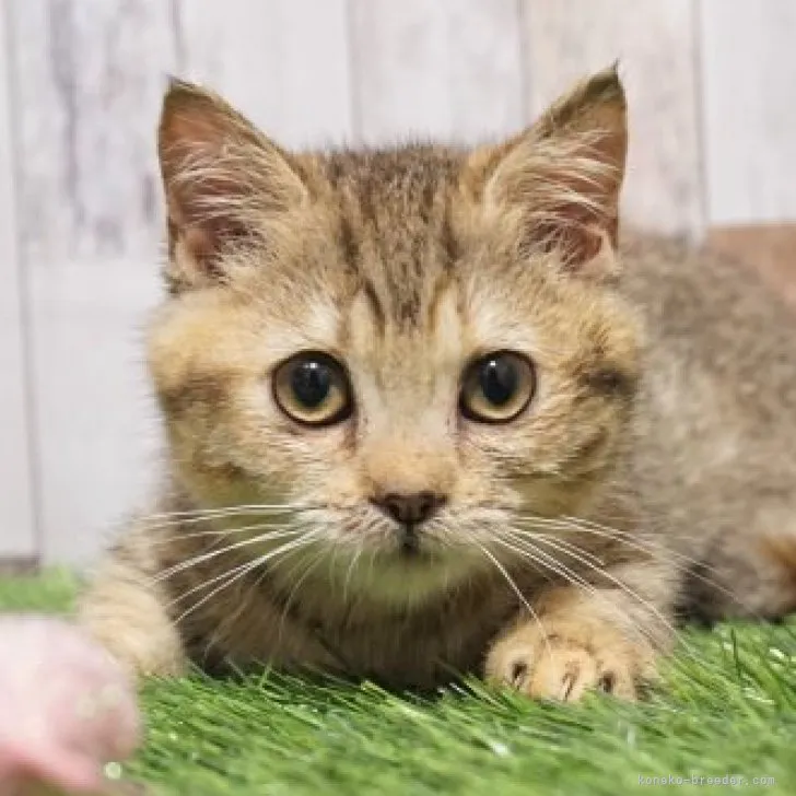 ID:2303-03126の子猫