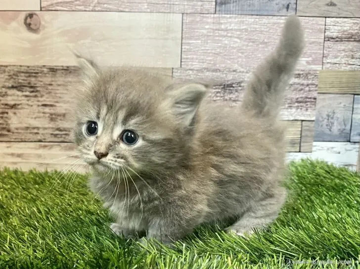 ID:2106-01787の子猫