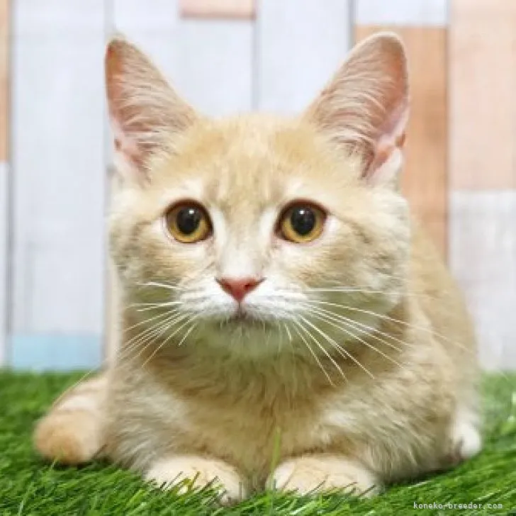 ID：2307-00934の子猫