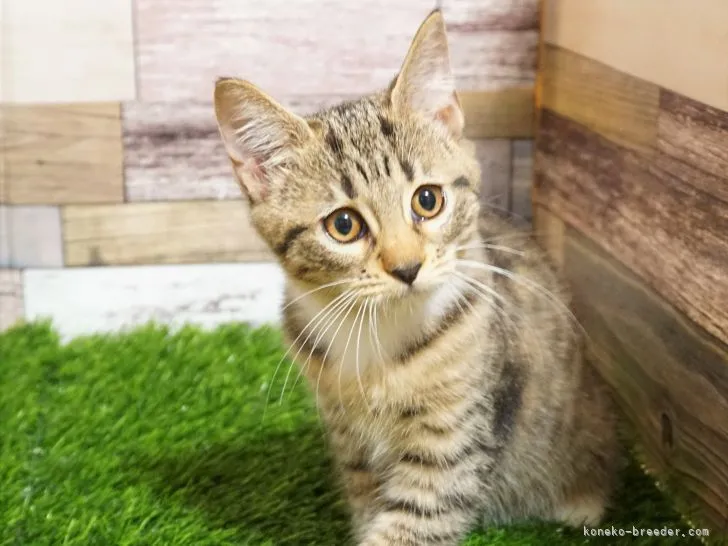 ID:2112-00279の子猫