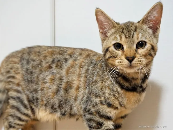 ID:2010-01248の子猫
