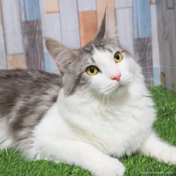 ID:2210-01804の子猫