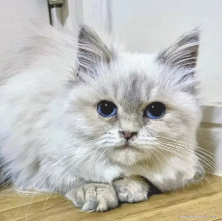 ID：2407-02310の子猫