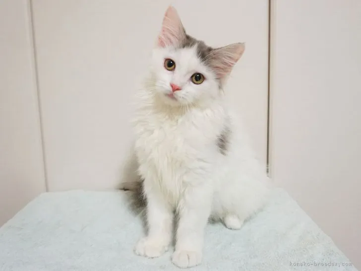 ID:2109-02474の子猫