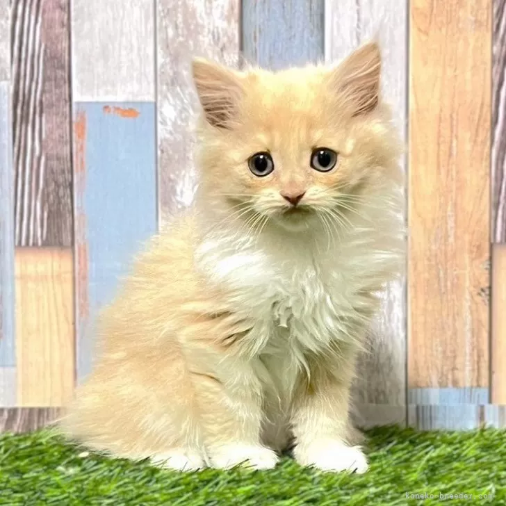 ID:2407-01596の子猫