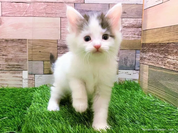ID:2201-02021の子猫