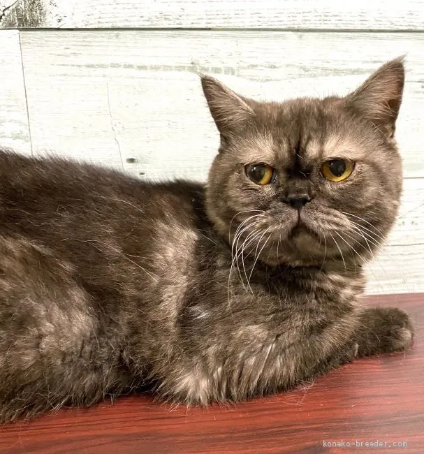 ID:2009-01844の子猫