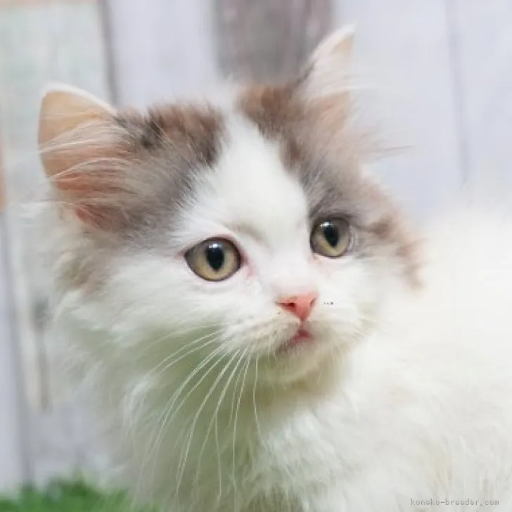 ID:2301-00916の子猫