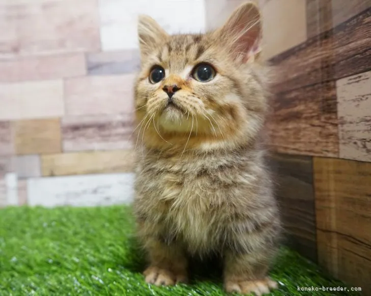 ID:2109-02478の子猫