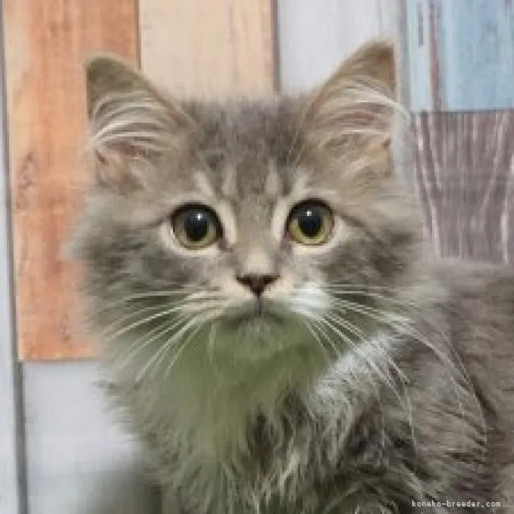 だんごくん 様のお迎えした子猫